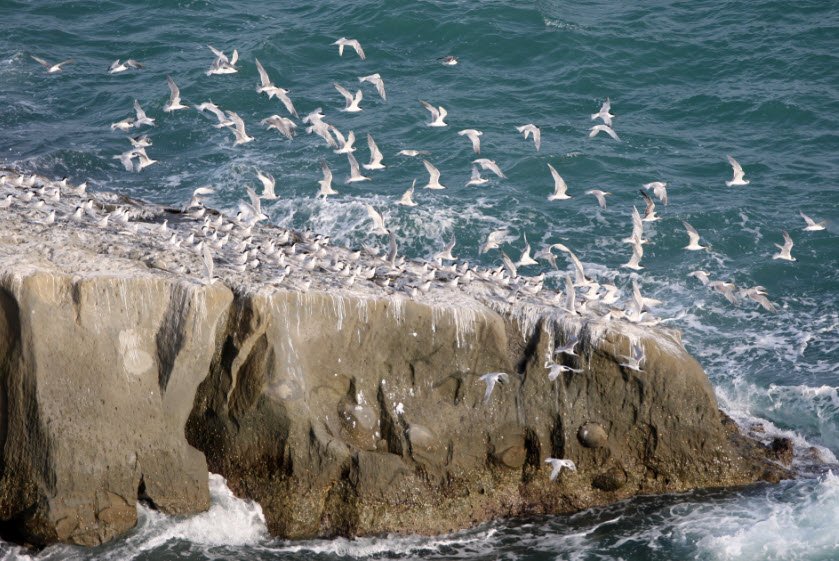 Astola Island, Arabian Sea, Balochistan, Pakistan
